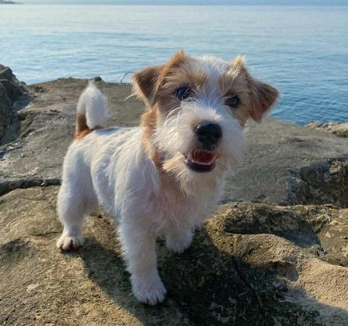 Beautiful long hair jack russell Puppies puppies for adoption (jeffmarcus963@gmail.com) Image eClassifieds4u