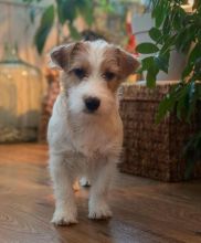 Beautiful long hair jack russell Puppies puppies for adoption (jeffmarcus963@gmail.com) Image eClassifieds4U