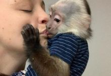 Friendly Baby Capuchin monkeys for sale Image eClassifieds4U