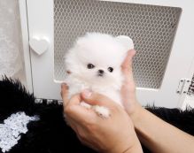 SMALL POMERANIAN MALE AND FEMALE PUPPIES Image eClassifieds4U