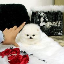 Tiny Teacup Pomeranian Puppies available Image eClassifieds4U
