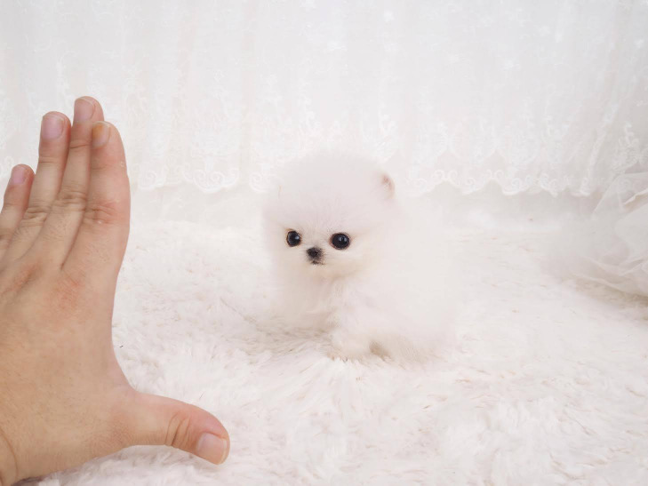 Stunning Teacup Pomeranian Puppies for sale Image eClassifieds4u