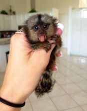 Friendly Baby Capuchin monkeys for sale