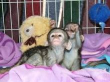 Twin Baby Capuchin Monkeys available