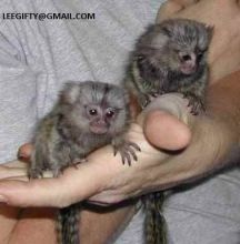 Twin Finger Baby Marmoset Monkeys available
