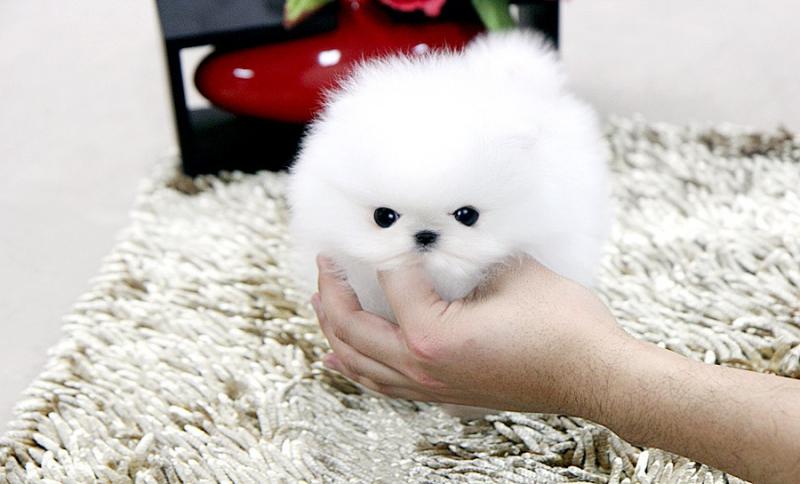 Toy face looking teacup pomeranian puppies for sale Image eClassifieds4u