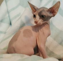 Beautiful Sphynx Kittens available