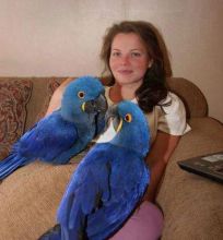 Talking Hyacinth Macaw Parrots available