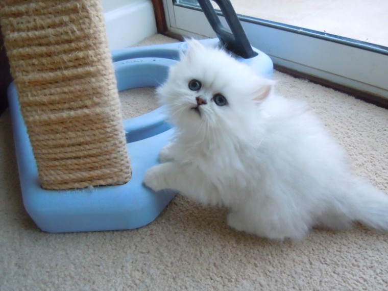 Adorable Persian Kittens available Image eClassifieds4u