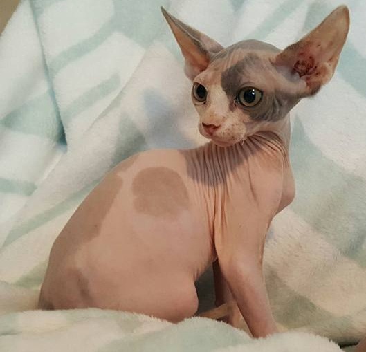 Beautiful Sphynx Kittens available Image eClassifieds4u