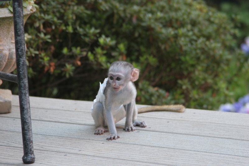 CAPUCHIN MONKEYS AVAILABLE Image eClassifieds4u