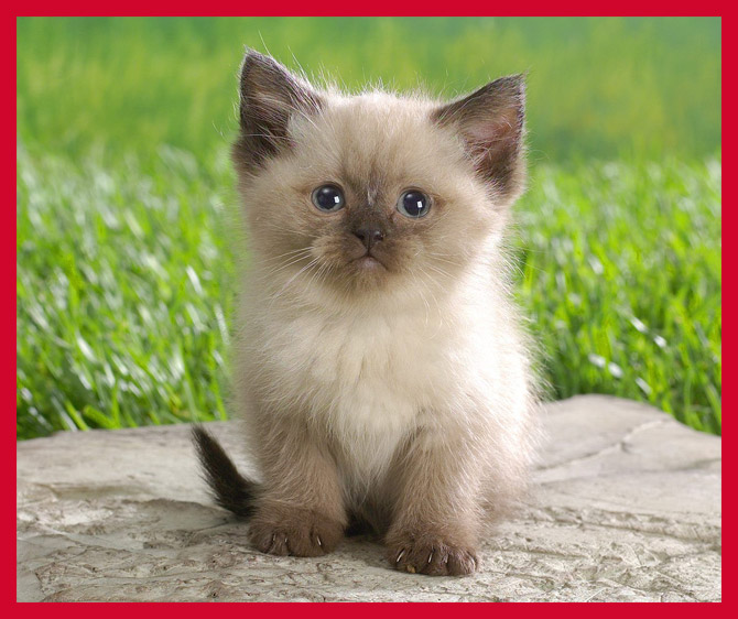 Himalayan Kittens Available Image eClassifieds4u