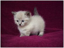 Munchkin Kittens Registered Image eClassifieds4U