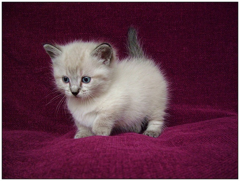 Munchkin Kittens Registered Image eClassifieds4u