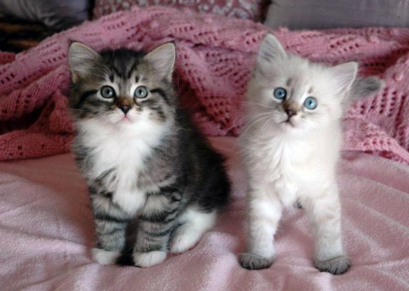 Siberian Kittens Available Image eClassifieds4u