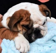 Awesome English Bulldog Puppies Available