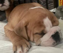 Beautiful Imperial English Bulldog Puppies for Adoption