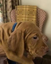 Fantastic Vizsla Puppies Available