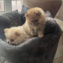 Good Looking Pomeranian Puppies for adoption