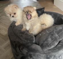 Gorgeous Pomeranian puppy available