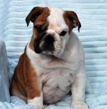 Great Bloodlines English Bulldog Puppies