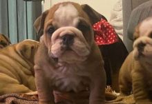 Home Raised English Bulldog Puppies