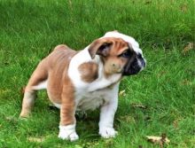 Home Raised English Bulldog Puppies Available
