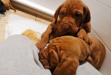 Home Trained Vizsla Puppies