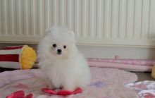 Lovely 11 weeks old Pomeranian Puppies