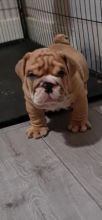 Magnificent English Bulldog Puppies Available