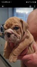 Out Standing English Bulldog Puppies Available