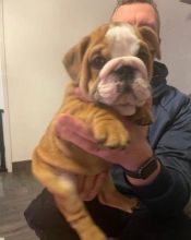 Quality Registered English Bulldog puppies