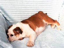 Registered Purebred English Bulldog Puppies