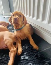 Sweet & Playful Vizsla Puppies For Adoption