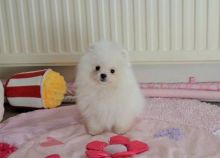 This cute Pomeranian puppies
