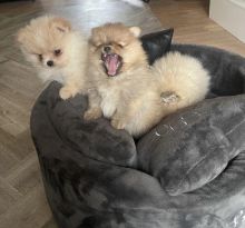 Top Quality Pomeranian Puppies Available