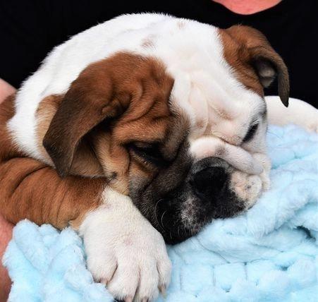 Awesome English Bulldog Puppies Available Image eClassifieds4u