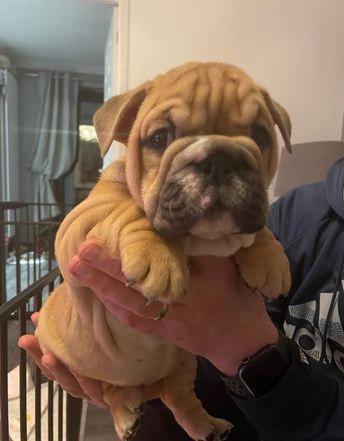 English Bulldog pure breed. Image eClassifieds4u