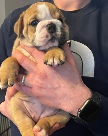 Fantastic English Bulldog Puppies Available Image eClassifieds4u