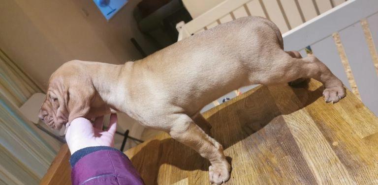 Fantastic Vizsla puppies available Image eClassifieds4u