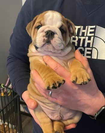 Good looking English Bulldog Puppies Available Image eClassifieds4u