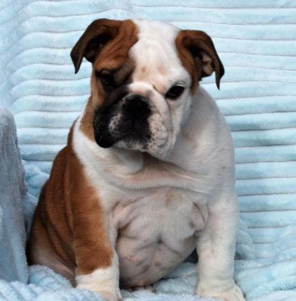 Great Bloodlines English Bulldog Puppies Image eClassifieds4u
