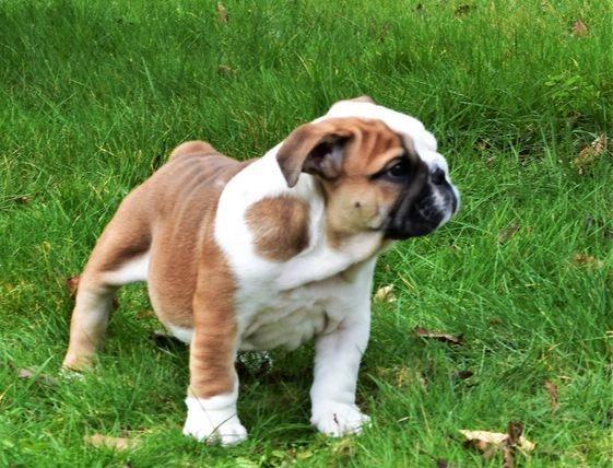 Home Raised English Bulldog Puppies Available Image eClassifieds4u