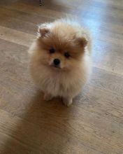 Adorable Pedigree Pomeranian Puppies Image eClassifieds4U