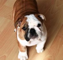 Affectionate English Bulldog Available Image eClassifieds4U