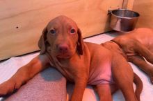 AKC Male and Female Vizsla Puppies Image eClassifieds4U