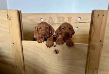 Beautiful Vizsla Pups Good To Go Image eClassifieds4U