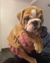 Cute English Bulldog Puppies for Adoption Image eClassifieds4U