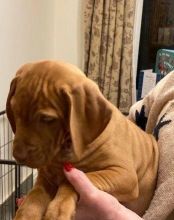 Family Raised Fawn Female and Black Male Vizsla Image eClassifieds4U