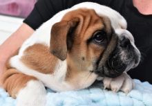 Super Adorable AKC English Bulldog Image eClassifieds4U